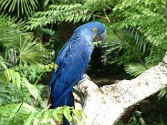 101PARC AUX OISEAUX DANS L AIN 2016 3_000022